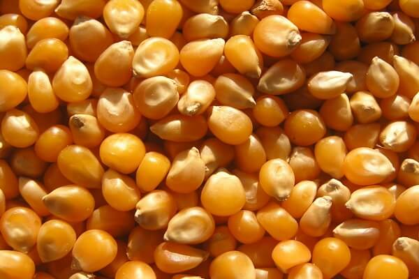 500g hạt ngô (bắp) khô