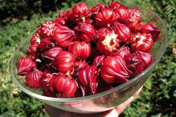 Hoa atiso đỏ – 1kg