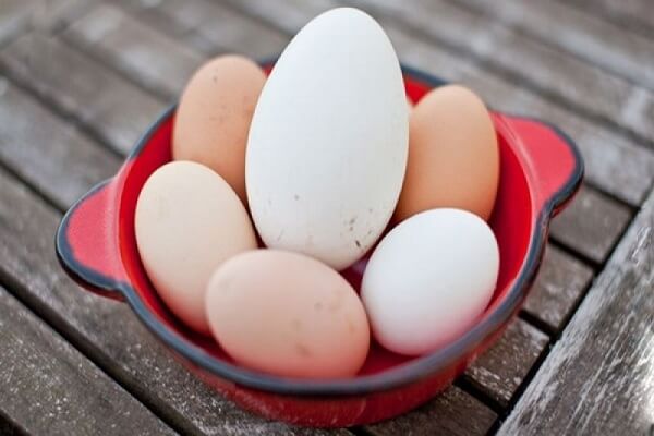 Bà Bầu Ăn Trứng Ngỗng Vào Tháng Thứ Mấy - Chế Biến Trứng Ngỗng