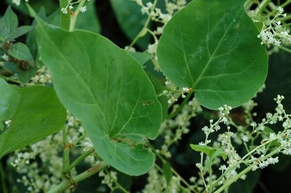 Cây hà thủ ô có tên khoa học là Polygonum multiflorum Thunb. Cây thuộc họ rau răm Polygonaceae. Cây còn có tên khác như: Dạ giao đằng, khua lình (Thái)