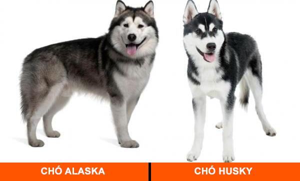 Kích thước của chó Alaska và Husky 