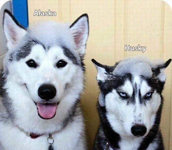 Chó Alaska và Husky 