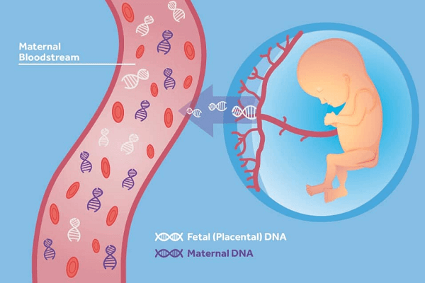 Các yếu tố quyết định chi phí xét nghiệm ADN thai nhi