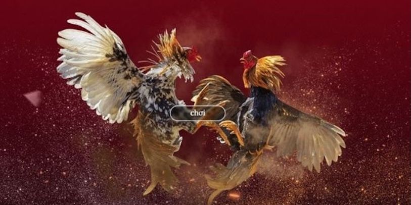 Theo Dõi Đá Gà Trực Tuyến Tại SV368 - Khám Phá Trang Cá Cược 1 Tại sao bạn nên lựa chọn trang SV368 để tham gia cá cược?