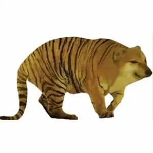 12 kiểu meme Cheems đại diện cho 12 con giáp tính cách chuẩn không cần chỉnh 2 meme cheems cho 12 con giap 2