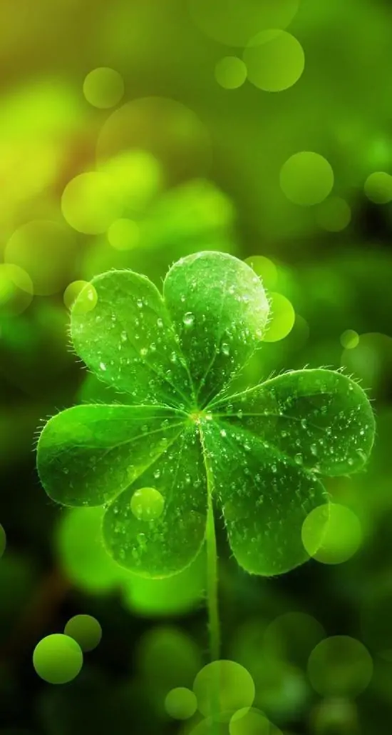 95 Hình Nền Cỏ 4 Lá đẹp may mắn cho người thích sự chữa lành và thu hút điều tích cực 54 hinh dai dien co 4 la xanh nhe nhang 23