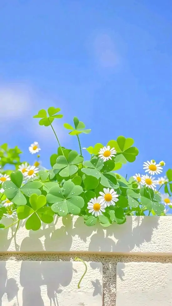 95 Hình Nền Cỏ 4 Lá đẹp may mắn cho người thích sự chữa lành và thu hút điều tích cực 82 hinh nen co 4 la may man 27