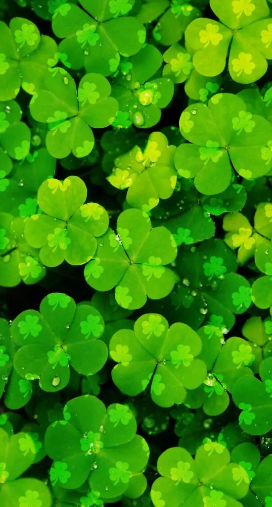 95 Hình Nền Cỏ 4 Lá đẹp may mắn cho người thích sự chữa lành và thu hút điều tích cực 62 hinh nen co 4 la may man 7